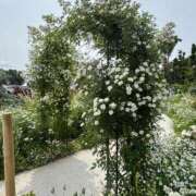 ヒメ日記 2025/05/19 06:45 投稿 じゅん セクシーキャット 小田原店