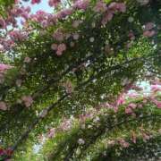 ヒメ日記 2025/05/24 07:45 投稿 じゅん セクシーキャット 小田原店