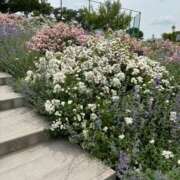 ヒメ日記 2025/05/24 09:30 投稿 じゅん セクシーキャット 小田原店