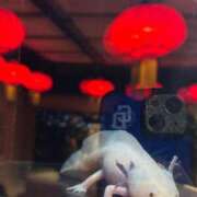 ヒメ日記 2025/07/07 13:45 投稿 じゅん セクシーキャット 小田原店