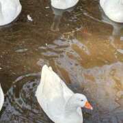 ヒメ日記 2025/11/24 09:23 投稿 じゅん セクシーキャット 小田原店