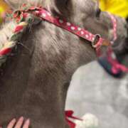 ヒメ日記 2025/12/09 09:00 投稿 じゅん セクシーキャット 小田原店