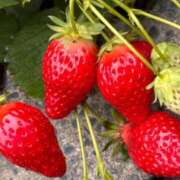 ヒメ日記 2026/03/04 07:05 投稿 じゅん セクシーキャット 小田原店