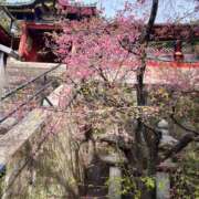 ヒメ日記 2026/03/16 07:45 投稿 じゅん セクシーキャット 小田原店