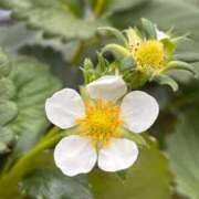 ヒメ日記 2026/03/17 08:49 投稿 じゅん セクシーキャット 小田原店