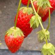 ヒメ日記 2026/03/21 08:15 投稿 じゅん セクシーキャット 小田原店