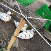 ヒメ日記 2026/04/07 13:14 投稿 じゅん セクシーキャット 小田原店