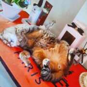 ヒメ日記 2025/04/27 08:00 投稿 愛 セクシーキャット 小田原店