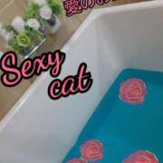 ヒメ日記 2025/06/26 12:15 投稿 愛 セクシーキャット 小田原店