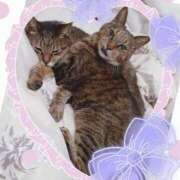 ヒメ日記 2025/08/09 23:27 投稿 愛 セクシーキャット 小田原店