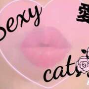 ヒメ日記 2025/11/15 13:22 投稿 愛 セクシーキャット 小田原店