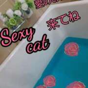 ヒメ日記 2026/01/26 08:33 投稿 愛 セクシーキャット 小田原店