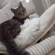 ヒメ日記 2026/02/05 08:59 投稿 愛 セクシーキャット 小田原店