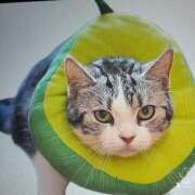 ヒメ日記 2026/02/23 06:06 投稿 愛 セクシーキャット 小田原店