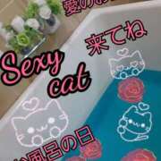 ヒメ日記 2026/02/26 08:40 投稿 愛 セクシーキャット 小田原店