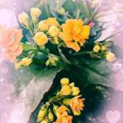 ヒメ日記 2025/02/24 12:50 投稿 千草 セクシーキャット 小田原店