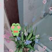 ヒメ日記 2025/03/27 07:55 投稿 千草 セクシーキャット 小田原店