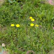 ヒメ日記 2025/04/12 08:03 投稿 千草 セクシーキャット 小田原店