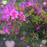 ヒメ日記 2025/05/07 12:12 投稿 千草 セクシーキャット 小田原店