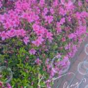 ヒメ日記 2025/05/14 13:21 投稿 千草 セクシーキャット 小田原店