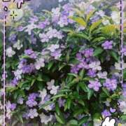 ヒメ日記 2025/05/19 14:26 投稿 千草 セクシーキャット 小田原店