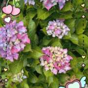 ヒメ日記 2025/05/26 19:39 投稿 千草 セクシーキャット 小田原店