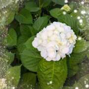 ヒメ日記 2025/06/09 19:22 投稿 千草 セクシーキャット 小田原店