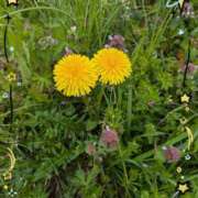 ヒメ日記 2025/06/14 19:10 投稿 千草 セクシーキャット 小田原店