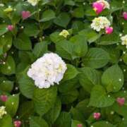 ヒメ日記 2025/07/05 22:30 投稿 千草 セクシーキャット 小田原店