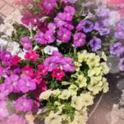 ヒメ日記 2025/07/09 09:34 投稿 千草 セクシーキャット 小田原店