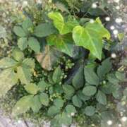 ヒメ日記 2025/09/01 08:56 投稿 千草 セクシーキャット 小田原店