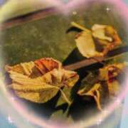 ヒメ日記 2025/09/26 09:37 投稿 千草 セクシーキャット 小田原店