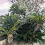 ヒメ日記 2026/03/22 20:13 投稿 千草 セクシーキャット 小田原店