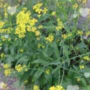 ヒメ日記 2026/04/03 18:56 投稿 千草 セクシーキャット 小田原店