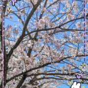 ヒメ日記 2026/04/08 15:38 投稿 千草 セクシーキャット 小田原店