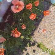 ヒメ日記 2026/04/12 09:33 投稿 千草 セクシーキャット 小田原店