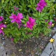 ヒメ日記 2026/04/13 16:11 投稿 千草 セクシーキャット 小田原店