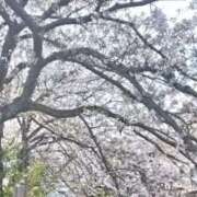 ヒメ日記 2025/04/12 13:44 投稿 すみれ 五反田・品川おかあさん