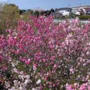 ヒメ日記 2025/04/13 12:53 投稿 すみれ 五反田・品川おかあさん