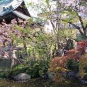 ヒメ日記 2025/04/15 20:23 投稿 すみれ 五反田・品川おかあさん