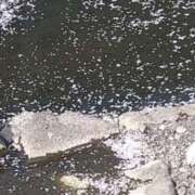 ヒメ日記 2025/04/16 19:33 投稿 すみれ 五反田・品川おかあさん