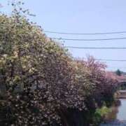 ヒメ日記 2025/04/18 14:23 投稿 すみれ 五反田・品川おかあさん