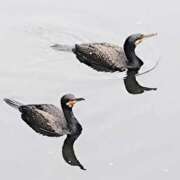 ヒメ日記 2025/04/25 15:37 投稿 すみれ 五反田・品川おかあさん
