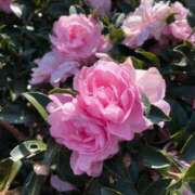 ヒラコ お待ちしております。 東京★出張マッサージ委員会Z