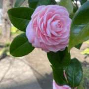 ヒラコ ヒラコです。 東京★出張マッサージ委員会Z