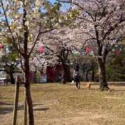 ヒメ日記 2025/04/07 09:09 投稿 ひびき 北九州人妻倶楽部（三十路、四十路、五十路）