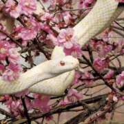 ヒメ日記 2025/01/07 19:01 投稿 蘭（らん） あなたの妻