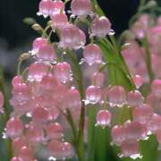 ヒメ日記 2025/01/14 14:11 投稿 蘭（らん） あなたの妻