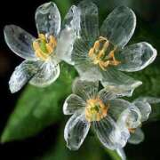 ヒメ日記 2025/01/16 14:30 投稿 蘭（らん） あなたの妻