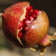 ヒメ日記 2025/01/18 14:25 投稿 蘭（らん） あなたの妻